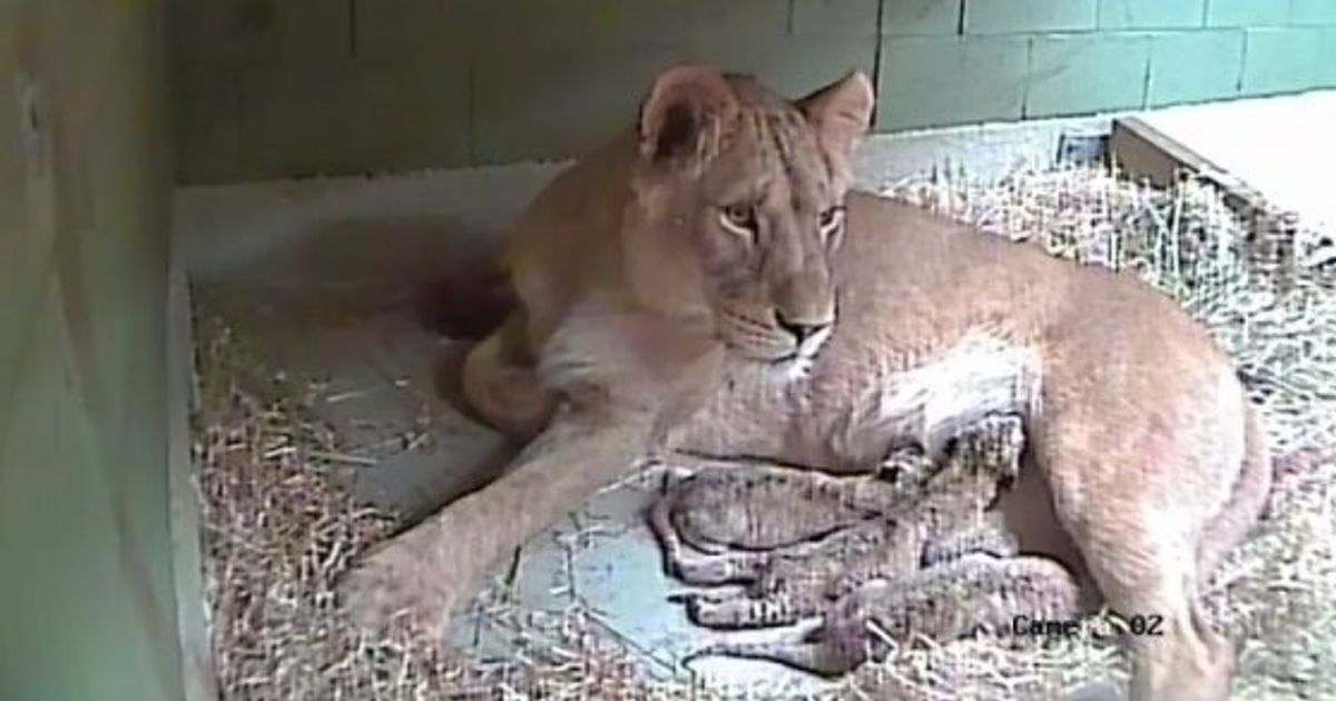 Lion Pride For Three Newborn Cubs At Werribee Zoo | HuffPost News