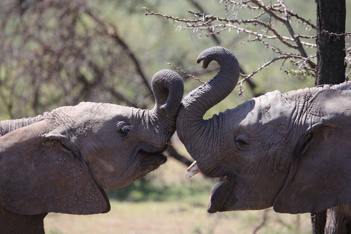 Poole has worked extensively with elephants, as well as many other forms of African wildlife.