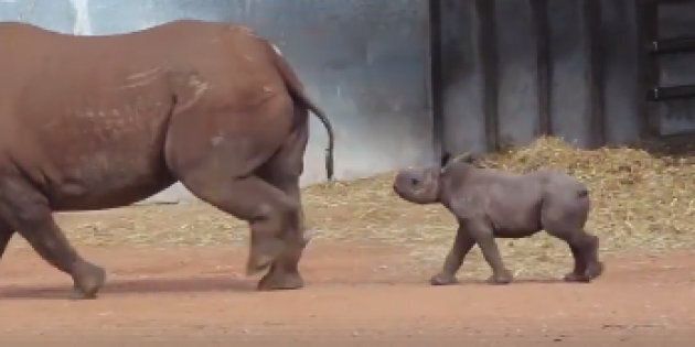 A baby rhino has been revealed at a NSW zoo.