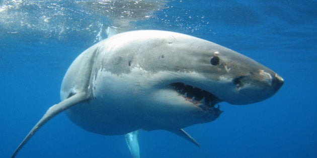 Great White Shark underwater picture