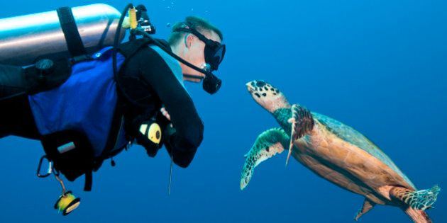 MR male diver (age 27) encounter with a young and curious hawksbill turtle (Eretmochelys imbricata). Palau Islands, Micronesia.