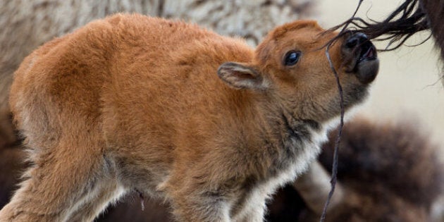 Bison calf