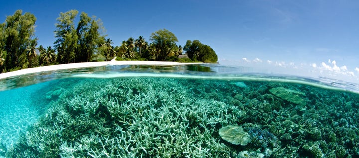 Coral is bleaching currently in the Maldives and Indonesia.