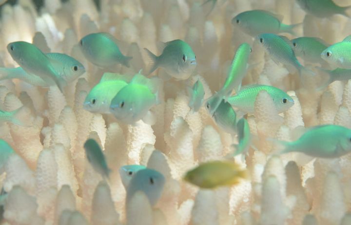 Blue green damselfish used to hang in clouds above the reef in Lizard Island but Marshall only saw one group on his last visit.