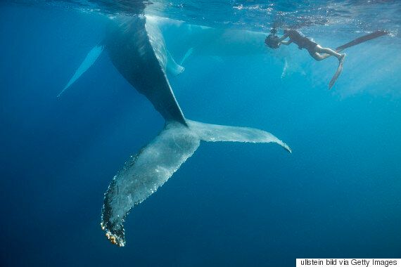 Humpback Whale Swimming To Be Allowed In Western Australia For The