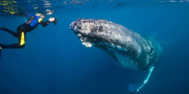 (GERMANY OUT) Snorkeler and Humpback Whale, Megaptera novaeangliae, Silver Bank, Atlantic Ocean, Dominican Republic (Photo by Reinhard Dirscherl/ullstein bild via Getty Images)
