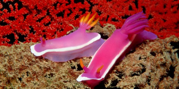 (GERMANY OUT) nudibranch, sea slug, two sea slugs, Hypselodoris bullockii, Malaysia, Pazifik, Pacific ocean, Borneo, Lankayan (Photo by Reinhard Dirscherl/ullstein bild via Getty Images)