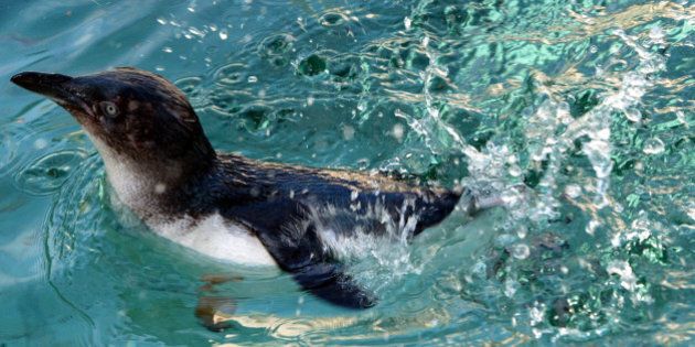 Einer von acht Zwergpinguinen (Eudyptula minor ssp. novae hollandiae) schwimmt am Donnerstag, 14. Okt. 2004, in Koeln durch das Pinguin-Becken im Zoologischen Garten. Die etwa 40 Zentimeter grossen, ausgewachsenen Tiere wurden aus dem Zoo in Melbourne (Australien) importiert. Es handelt sich um die kleinste der 18 Pinguinarten. (AP Photo/Hermann J. Knippertz) --- One of eight, new from Melbourne (Australia) imported, Little Penguins (Eudyptula minor ssp. novae hollandiae) swims in the penguins pool at the Zoological Garden in Cologne, western Germany, Thursday, Oct. 14, 2004. The full-grown penguins are some 40 centimeters tall and are the shortest of the 18 penguins species. (AP Photo/Hermann J. Knippertz)