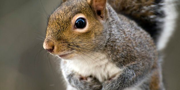 A New York man has been arrested after allegedly killing a squirrel with a bow and arrow for purportedly giving him a dirty look.