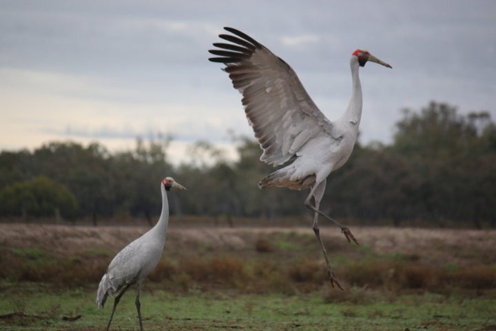 A pair of brolgas on the Palfreyman's farm.