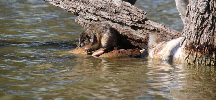 This is Templeton the water rat. He lives in a lake by the Palfreyman's house.