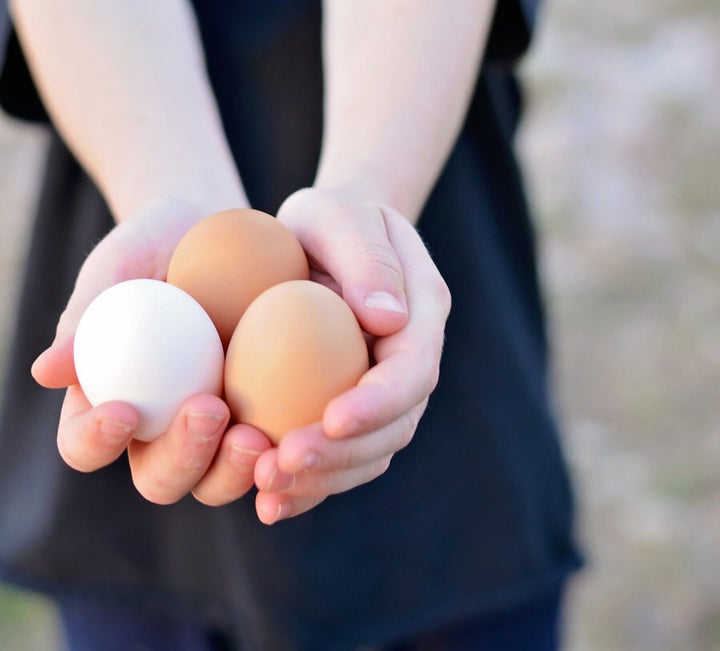 Backyard eggs come in different colours and sizes, with the yolks much brighter and richer in hue.