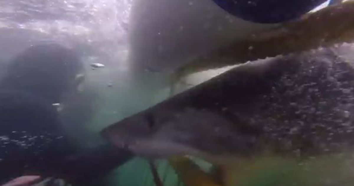 Cage Underwater - Shark Cage Attack Caught On Camera | HuffPost Australia