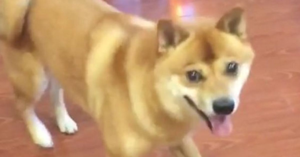 Dancing Doge Shiba Inu Taking Over The HuffPost
