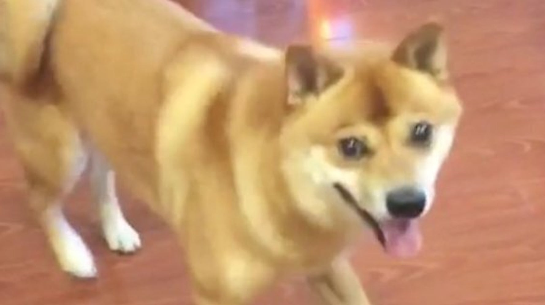 Shiba cheap inu dancing