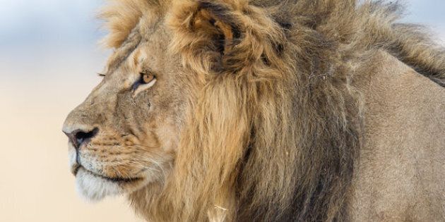 The lion population plummeted 43 percent over a period of 21 years to 2014, according to the International Union for the Conservation of Nature.