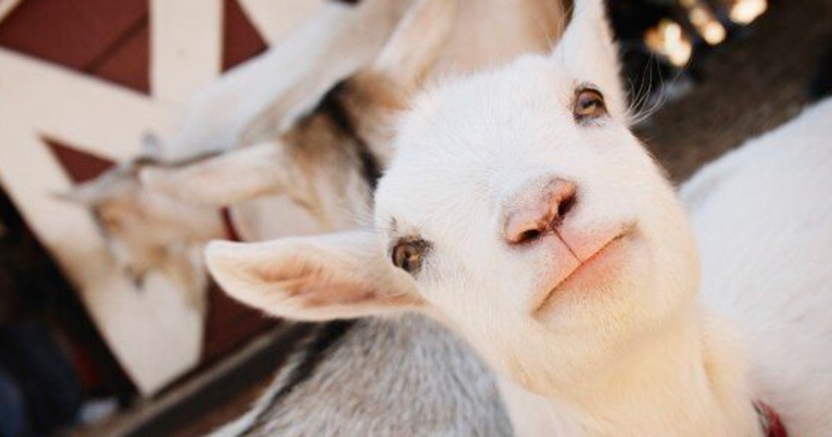 These Images Reveal Harrowing Animal Cruelty At A Petting Zoo