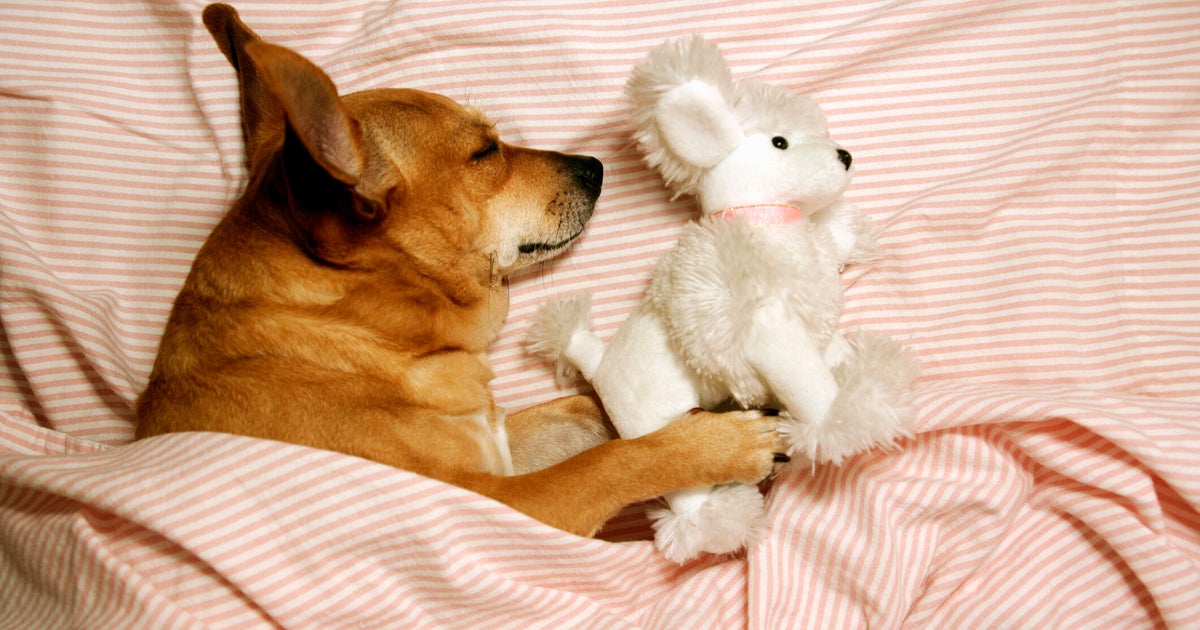 We Ask An Expert: Do Animals Actually Have Dreams? | HuffPost Life We Ask An Expert: Do Animals Actually Have Dreams? | HuffPost Life