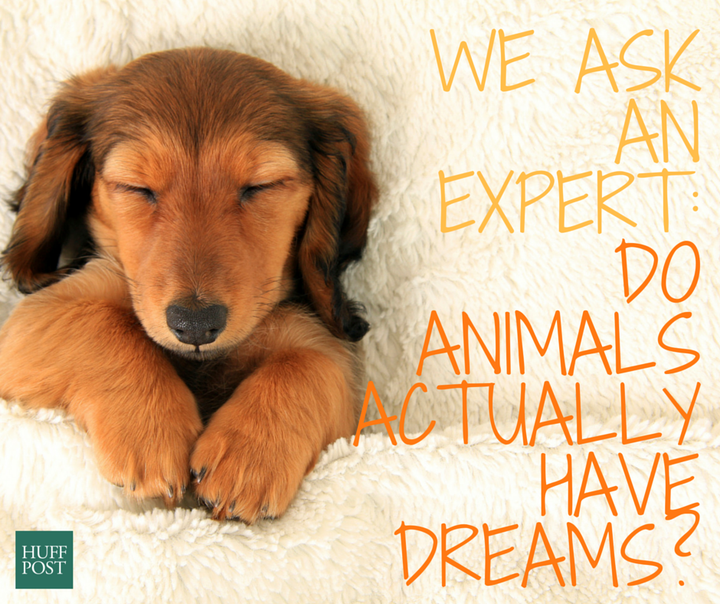 We Ask An Expert: Do Animals Actually Have Dreams? | HuffPost Life We Ask An Expert: Do Animals Actually Have Dreams? | HuffPost Life