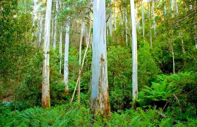 Here's a lovely picture of a Tasmanian forest to make you feel good about the world.