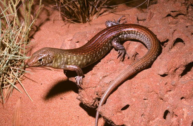 It would have been a terrible cliche to put a pic of bleached coral here, so for no particular reason here's a pic of a grand ctenotus lizard instead. These little guys live in the deserts of WA.