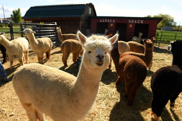 We couldn't find a pic of Michael Clarke's alpacas, so we used these guys from a farm in America because we LOVED the "Alpaca Shack" at the rear of the image.