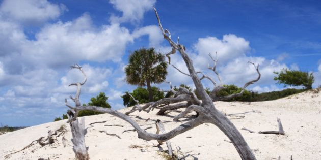 Remains of trees in sand dunes on Cumberland Island, Georgia