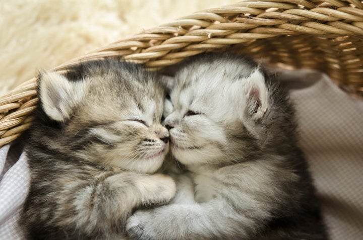 Freshen up smelly kitties by brushing some bi-carb gently through their fur.