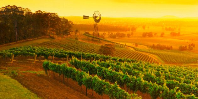 Windmill in vineyards, Hunter Valley wine region, New South Wales, Australia.