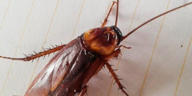 cockroach on white paper