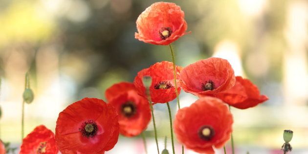 Why do we need to cut those tall poppies down?