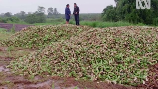 These "unattractive" bananas will be left to rot. 