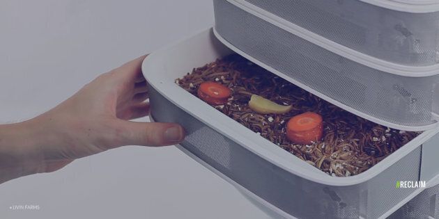 You can feed mealworms food scraps from your kitchen in the Livin Farms worm hive.