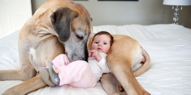 A baby girl sits against a Great Dane on a bed.