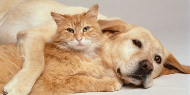 CAT AND DOG TOGETHER