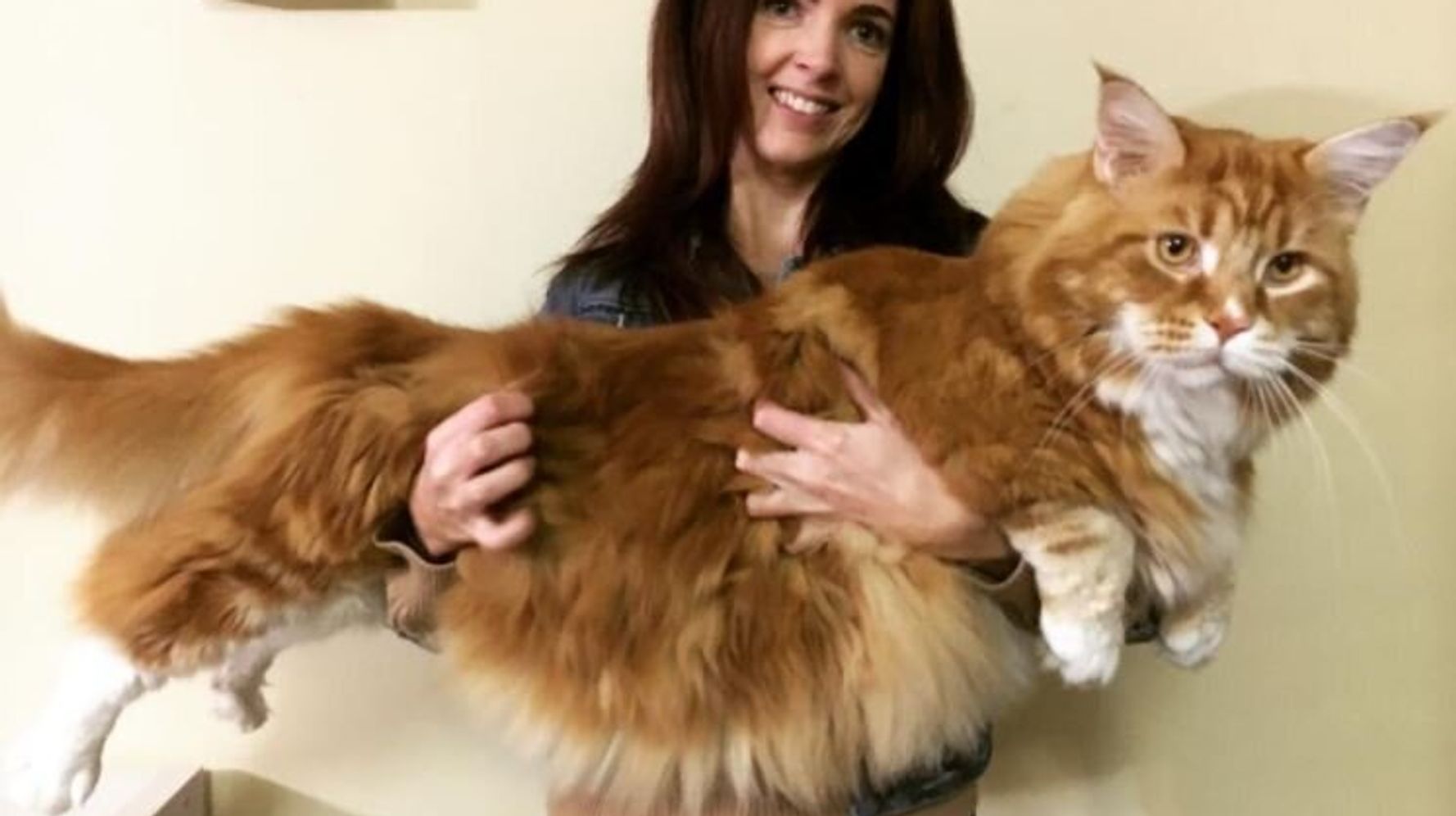 Meet Omar, The Aussie Feline In The Running To Be The World's Longest ...