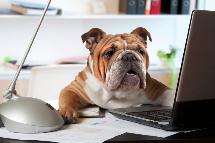 Depending on the abilities of your pet, you can even get them to help you with data entry.