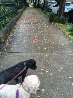 Kipper and Blossom on their way to the dog park in North Sydney.