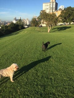 Kipper and Blossom enjoying some leash-free time in North Sydney.