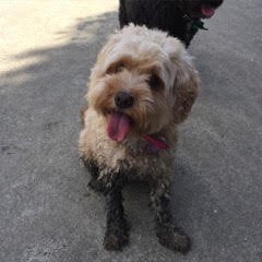 Blossom the Cavoodle after a fun session at the dog park.