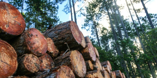 Pine logs cut and stacked ready for transport in a sustainable pine forest plantation.