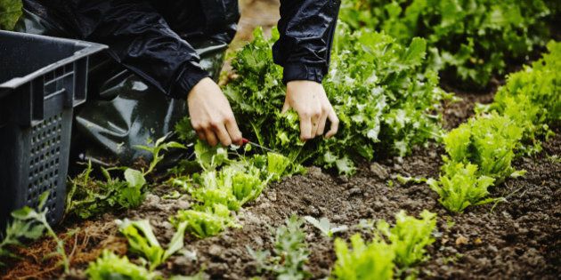 Farmers hands harvesting organic lettuce cutting base of stems