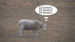 Ever Wondered How Sheep Get To