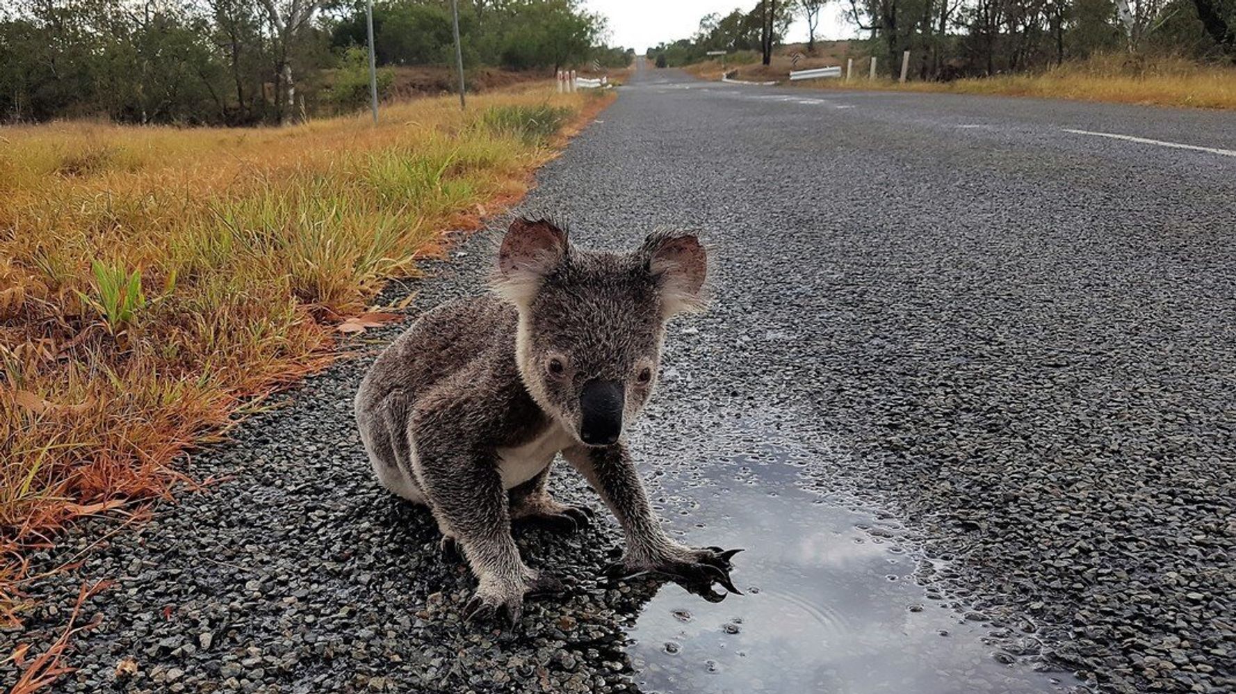 Ciao! I am THE Don Koala from the land down under and I neglected my reddit  account like a deadbeat father to his son. I like to stream FPS and Action  games