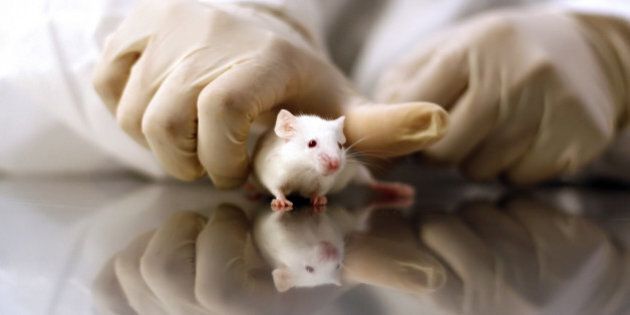 Scientist's Hands Grabbing White Mouse