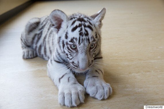 Baby Tiger Cubs: SO CUTE 