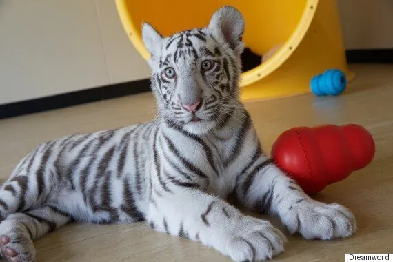 Adorable white tiger cub bare its fangs as mum takes a well-deserved rest -  World News - Mirror Online