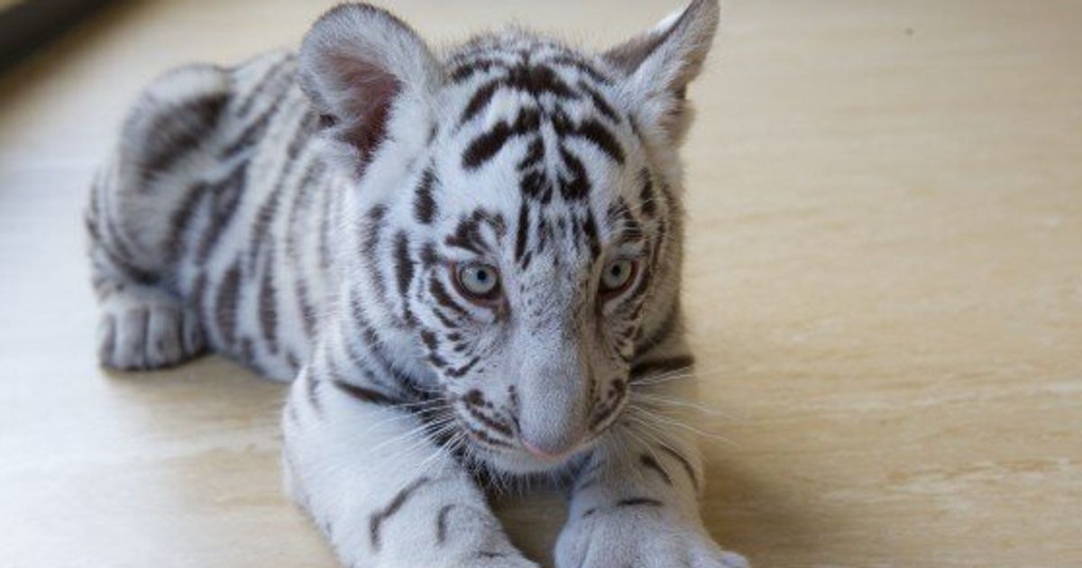 These Very Cute White Tiger Cubs Now Call Australia Home Huffpost Australia