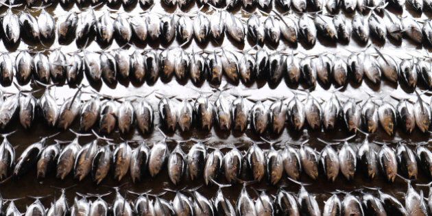 'A daily catch of Tuna lined up ready for inspection and sale at an indoor Tuna market at Natchi-katsura, Japan.A simlar image:'