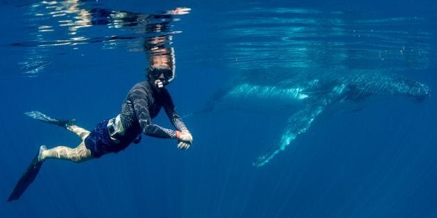 You can swim with whales in WA for the next four months as part of a government trial.